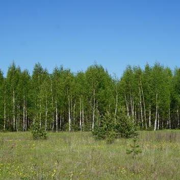 Лесное право